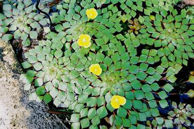 22 Thailand 2002 F1010026 Khao Lak Seerosen_478